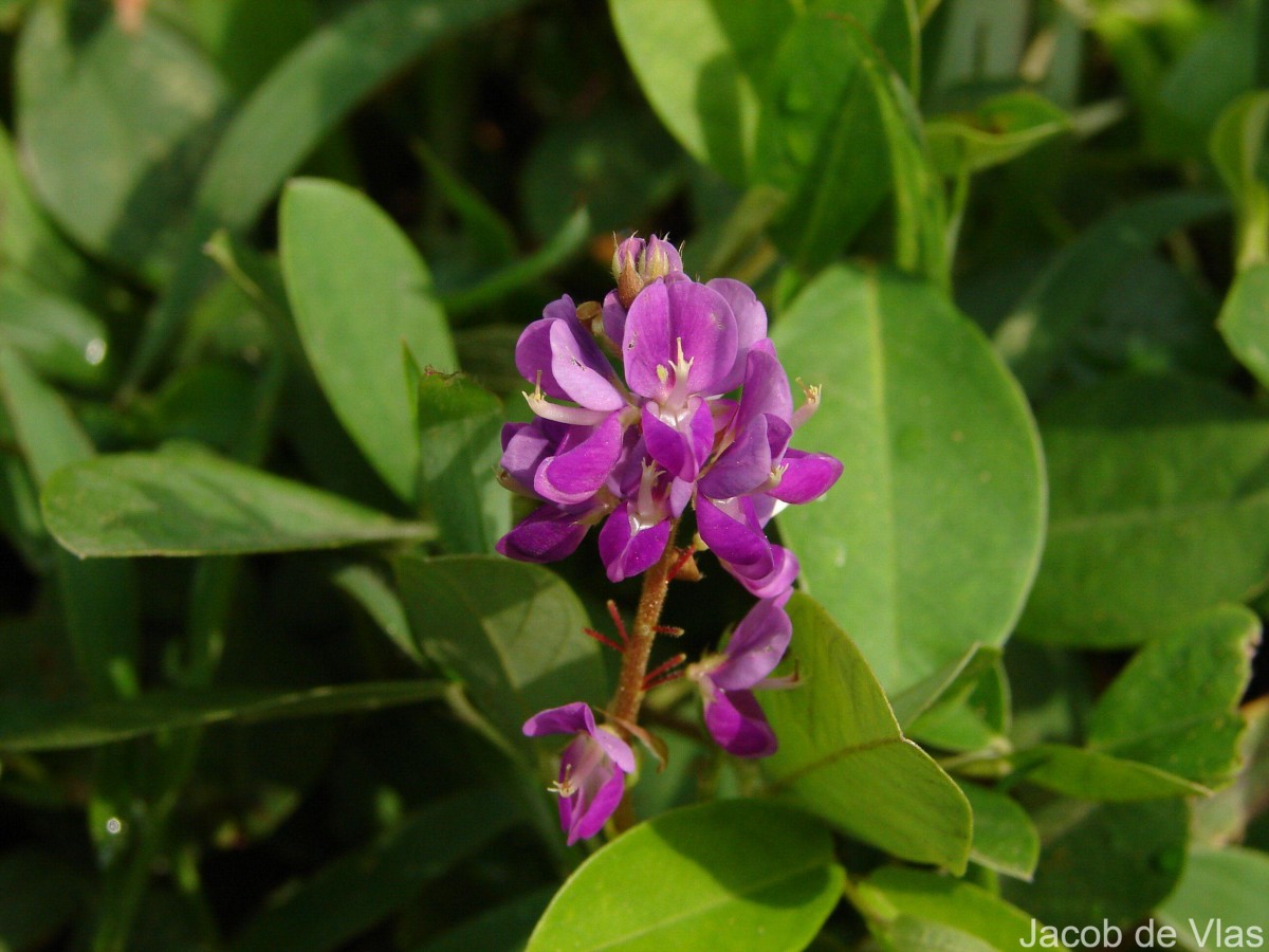 Grona heterocarpa var. heterocarpa (L.) H.Ohashi & K.Ohashi